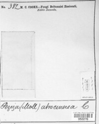 Mollisia polygoni image